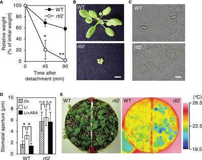 Tryptophan synthase ß subunit 1 affects stomatal phenotypes in Arabidopsis thaliana